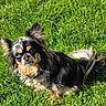 dog, chihuahua, long_hair, blue_eyes, pet, animal, outdoor, grass, greenery, sunlight, small_dog, cute, fur, tail, ears, portrait, looking_up, nature, daylight, companion