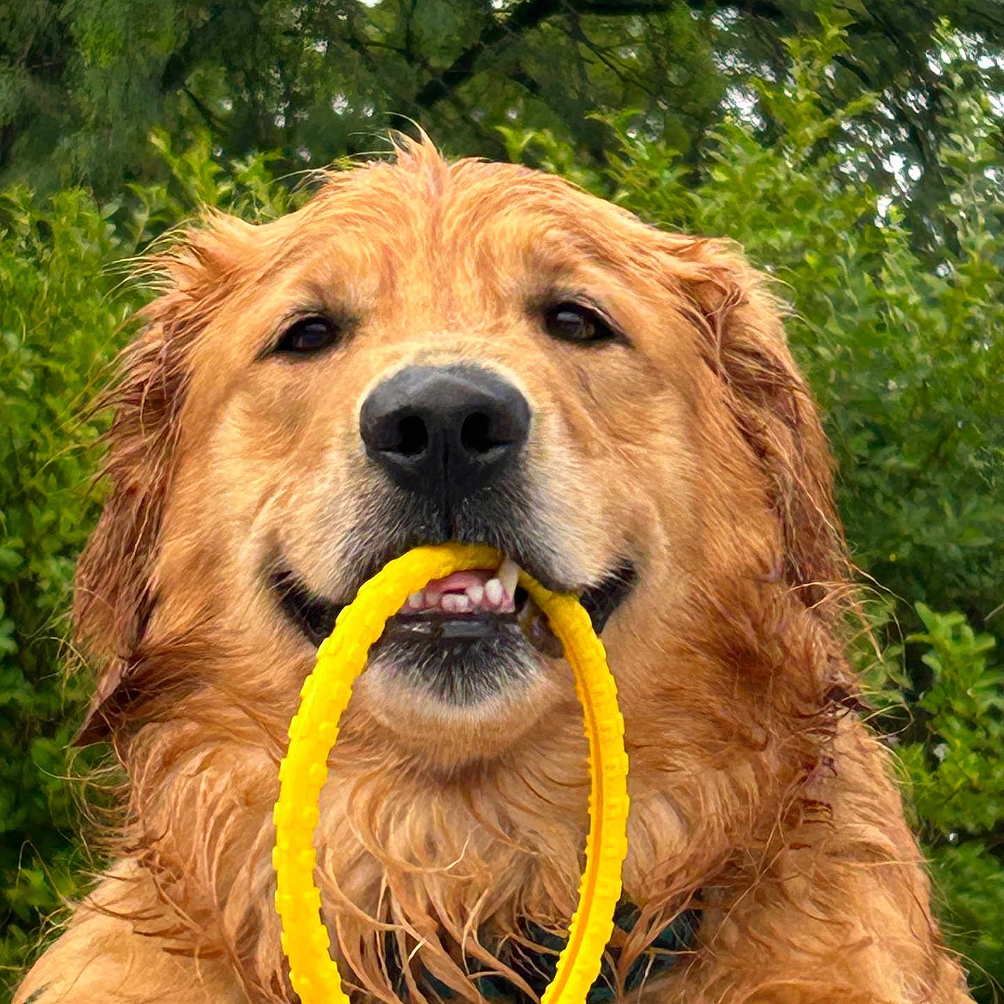 Courage is registered to the contest to win money with this photo: accessories, airedale, animal, ball, canine, cockerspaniel, dog, goldenretriever, grass, outdoors, pet, plant, puppy, sport, summer, tennis, tennisball, terrier, tree, vegetation
