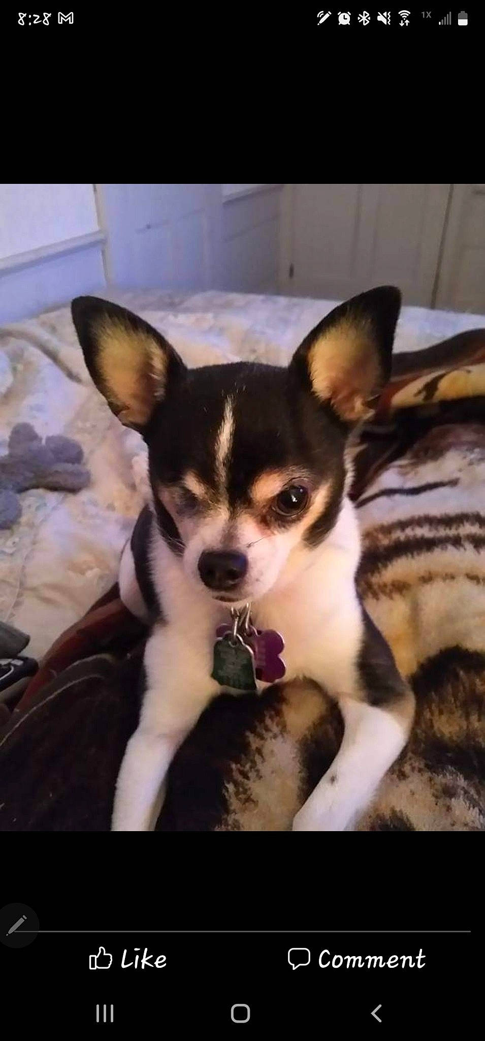 Chico