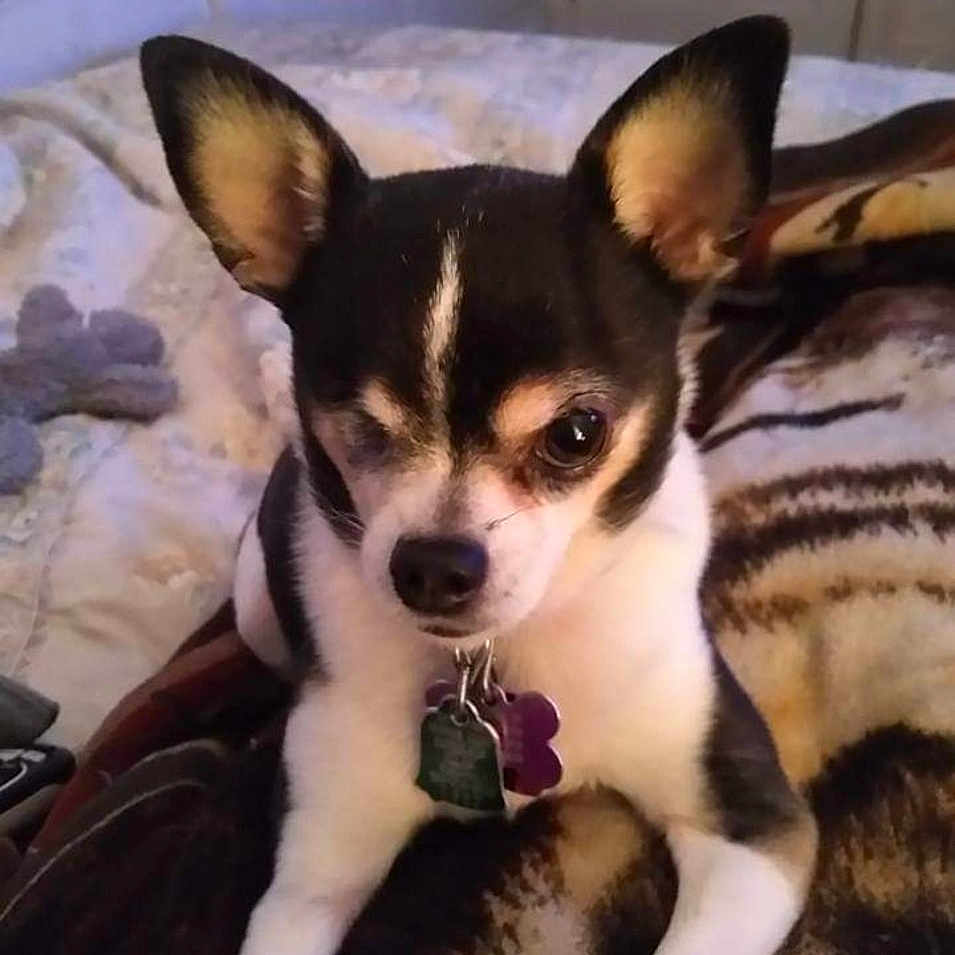 Chico