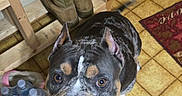 Benny is registered to the contest to win money with this photo: black, boots, bottled_water, brown, curious, dog, door, ears, floor, household, indoor, looking_up, pet, plastic_bottles, rug, tile_floor, water_pack, white, wooden_shelf, yellow_tiles