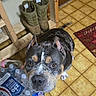 black, boots, bottled_water, brown, curious, dog, door, ears, floor, household, indoor, looking_up, pet, plastic_bottles, rug, tile_floor, water_pack, white, wooden_shelf, yellow_tiles