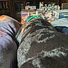 blanket, books, casual, clutter, collar, couch, dog, furniture, home, human_face, indoor, living_room, person, relaxation, screen, shelf, sitting, television, water_bottle, wooden_furniture