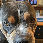 Benny joined the competition — help win amazing prizes! animal, black, brown, close_up, cozy, dog, ears, expression, eyes, face, fur, furniture, home, indoor, living_room, nose, pet, portrait, television, white