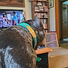 animal, bookshelf, carpet, casual, collar, comfort, couch, dog, domestic, doorway, furniture, home, indoor, living_room, painting, pet, relaxation, table, television, watching_tv