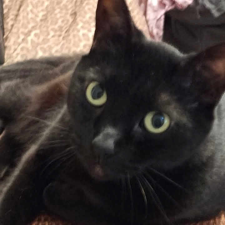 Bear joined the competition — help win amazing prizes! abyssinian, animal, blackcat, cat, child, female, girl, kitten, person, pet