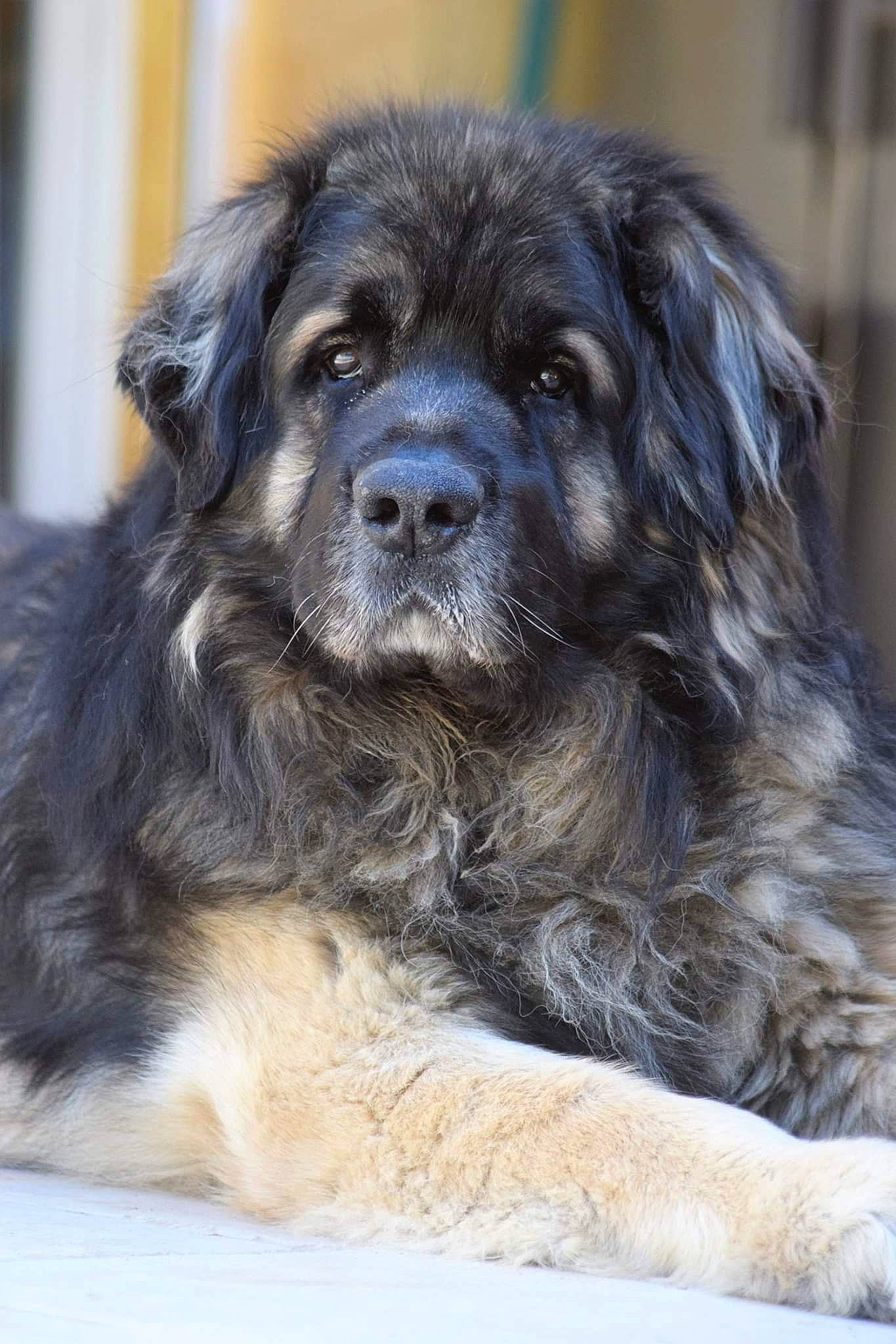 Hatchi participe au concours pour gagner de l'argent avec cette photo : ancient_dog_breeds, canidae, carnivore, caucasian_shepherd_dog, companion_dog, dog, dog_breed, giant_dog_breed, leonberger, mammal, newfoundland, puppy, rare_breed_dog, snout, sporting_group, vertebrate