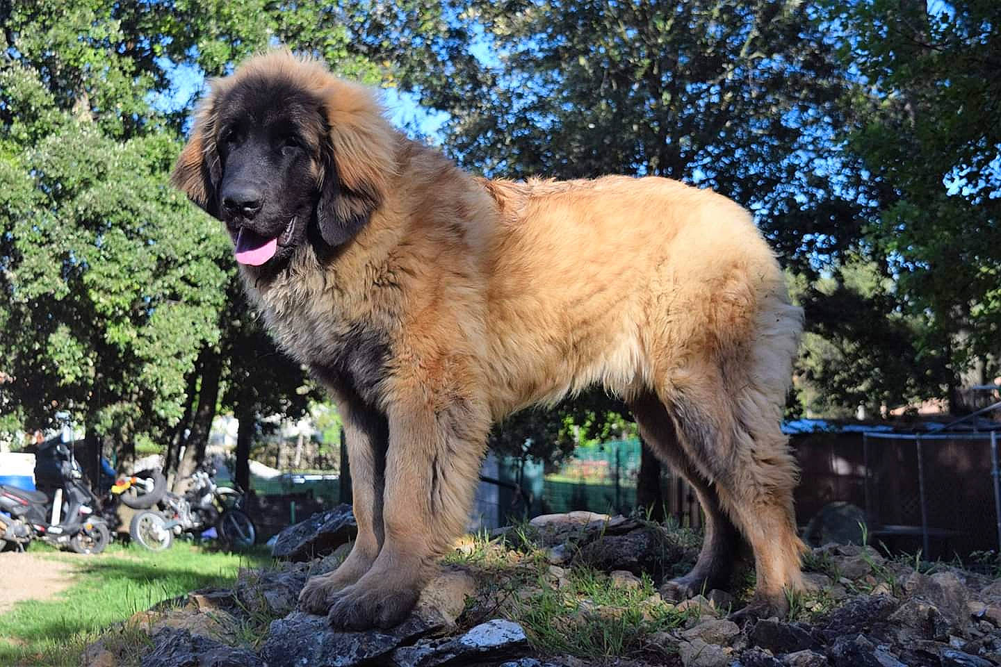Paddington participe au concours pour gagner de l'argent avec cette photo : ancient_dog_breeds, bakharwal_dog, canidae, carnivore, carpathian_shepherd_dog, caucasian_shepherd_dog, dog, dog_breed, estrela_mountain_dog, giant_dog_breed, leonberger, mammal, sarplaninac, sporting_group, vertebrate