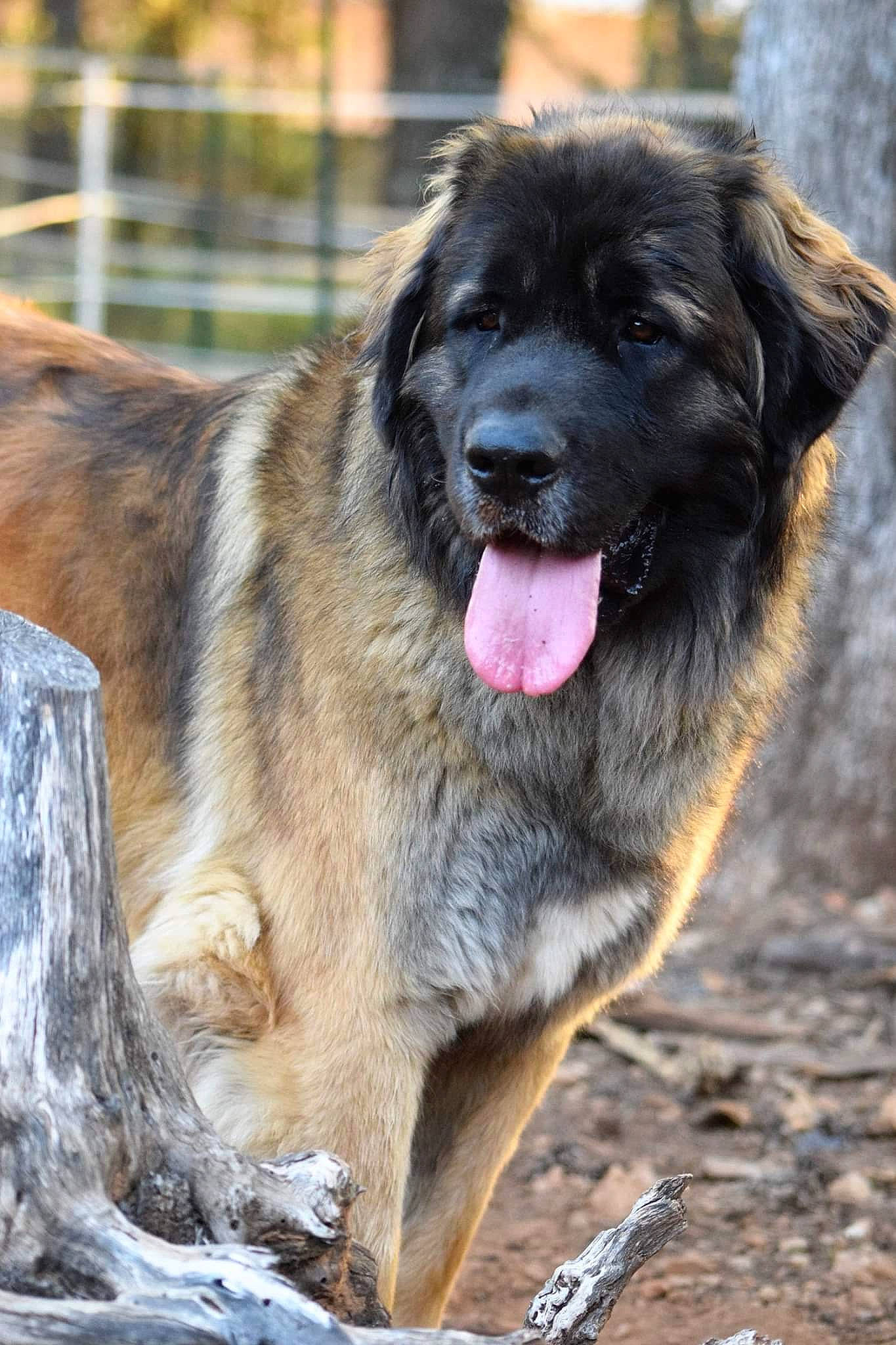 Olly participe au concours pour gagner de l'argent avec cette photo : ancient_dog_breeds, canidae, carnivore, carpathian_shepherd_dog, caucasian_shepherd_dog, dog, dog_breed, estrela_mountain_dog, giant_dog_breed, leonberger, mammal, newfoundland, rare_breed_dog, sarplaninac, sporting_group, vertebrate