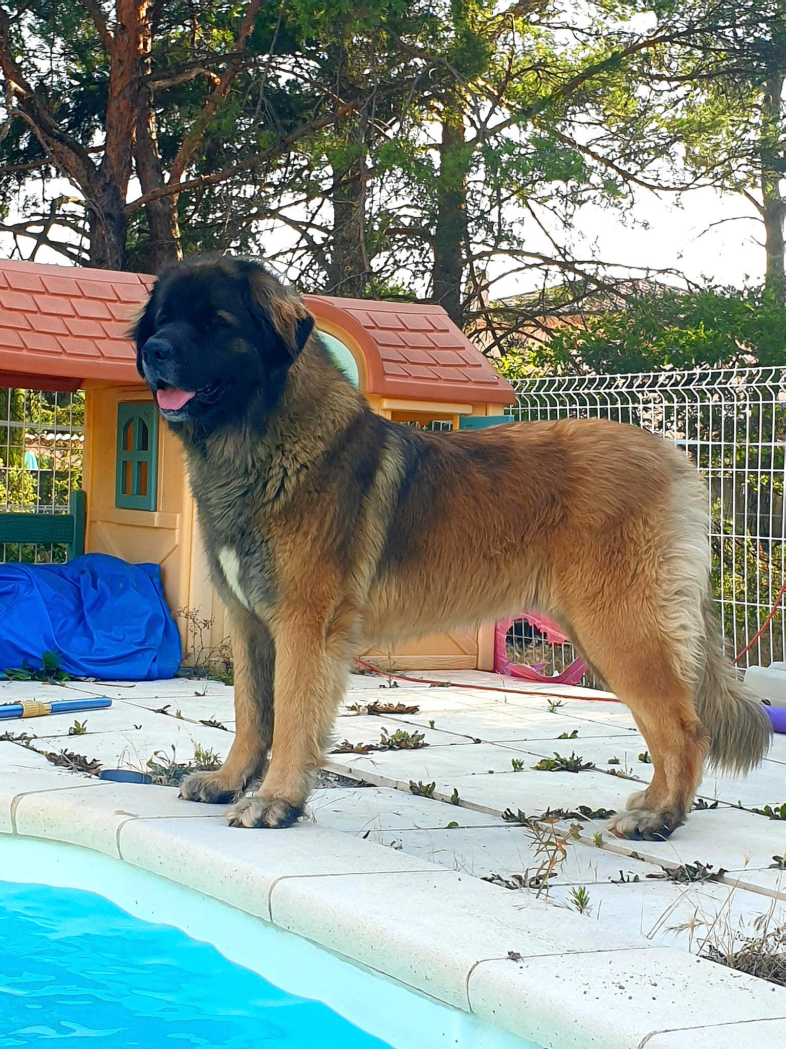 Olly participe au concours pour gagner de l'argent avec cette photo : ancient_dog_breeds, canidae, carnivore, caucasian_shepherd_dog, dog, dog_breed, estrela_mountain_dog, fawn, gaddi_kutta, giant_dog_breed, leonberger, mammal, sarplaninac, vertebrate, working_dog