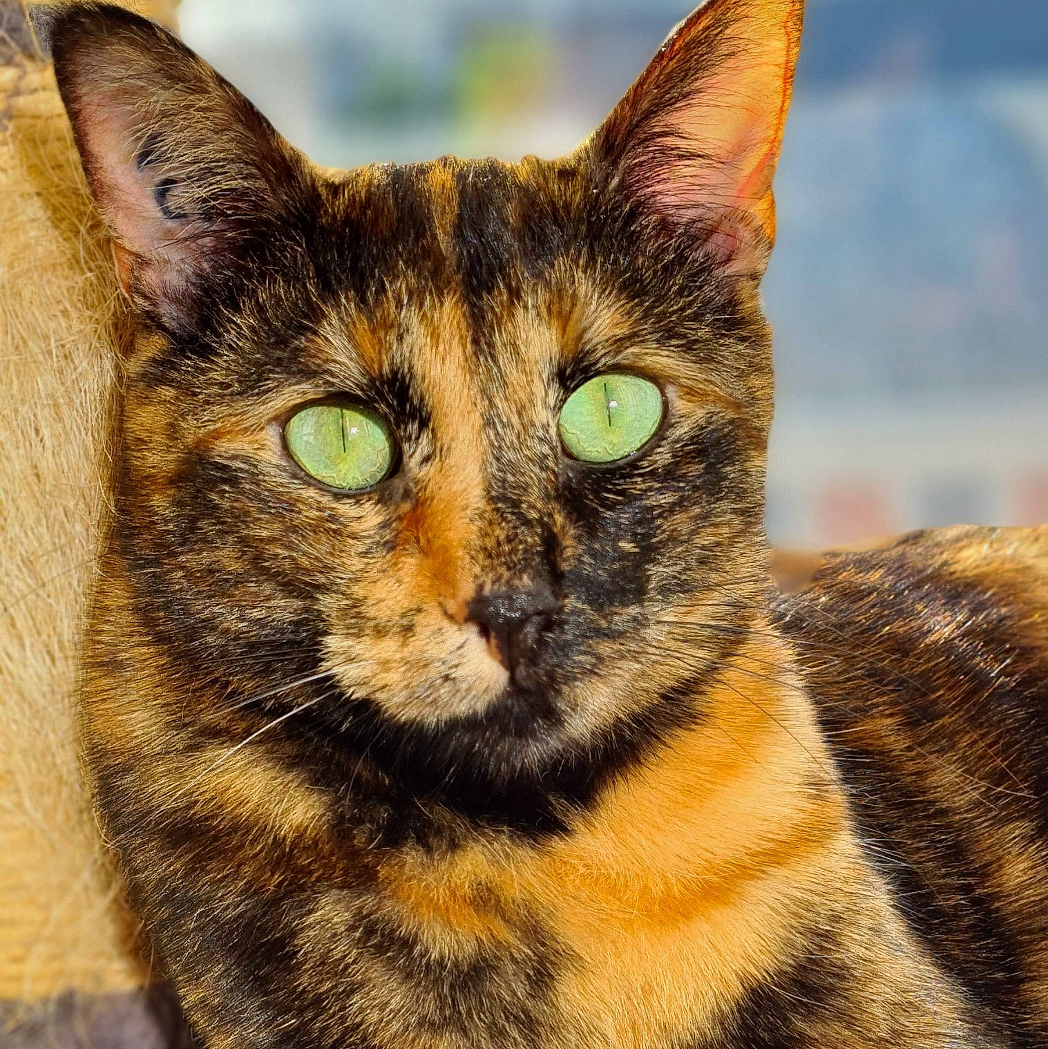 Véronica a rejoint le concours — aidez-le/la à gagner de superbes lots ! art, carnivore, cat, close_up, domestic_short_haired_cat, felidae, fur, grass, illustration, iris, lynx, painting, small_to_medium_sized_cats, snout, terrestrial_animal, visual_arts, whiskers, wildlife