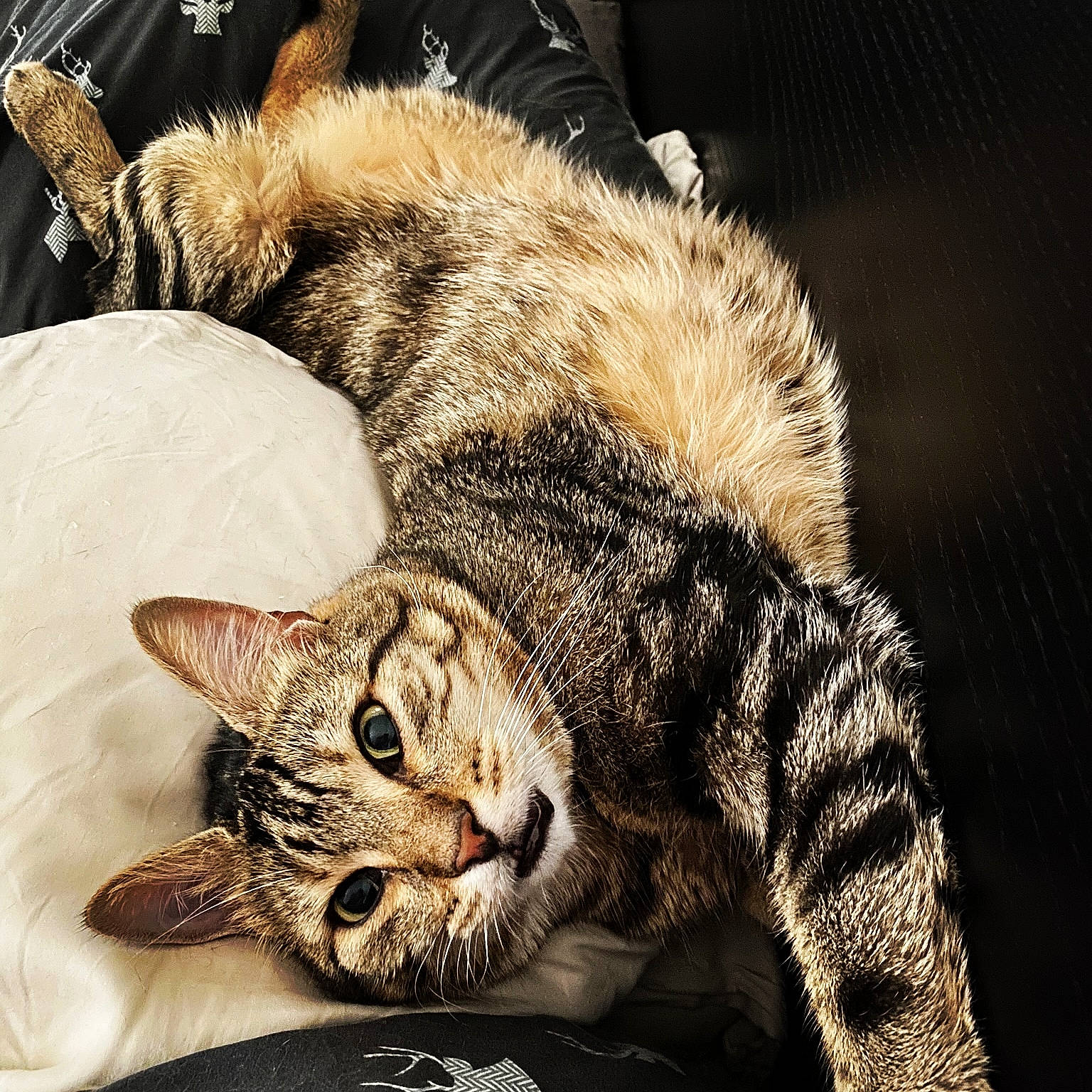 Albert participe au concours pour gagner de l'argent avec cette photo : carnivore, cat, claw, comfort, domestic_short_haired_cat, eye, felidae, fur, head, paw, small_to_medium_sized_cats, snout, tail, terrestrial_animal, whiskers, wildlife