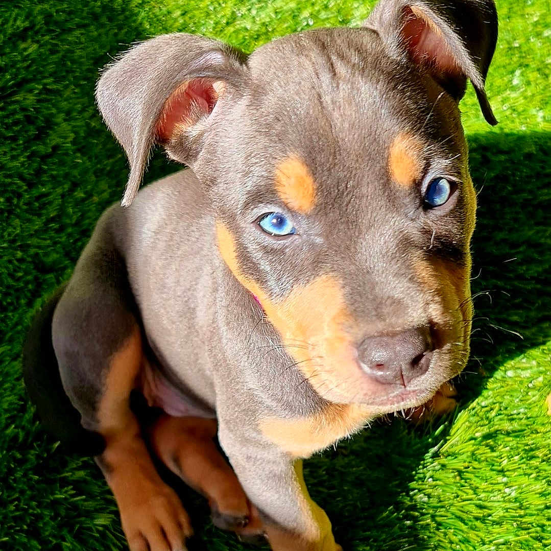Laïka a rejoint le concours — aidez-le/la à gagner de superbes lots ! animal, ball, bulldog, canine, dog, face, grass, green, head, hound, lawn, outdoors, person, pet, plant, puppy, snout, sport, tennis, tennisball