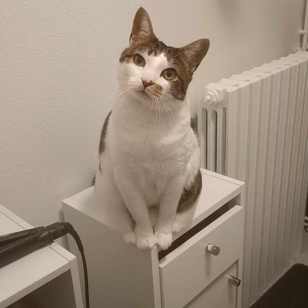 Choupette a rejoint le concours — aidez-le/la à gagner de superbes lots ! abyssinian, animal, appliance, cabinet, cat, closet, cupboard, desk, device, drawer, electricaldevice, filingcabinet, furniture, indoors, pet, plywood, radiator, shelf, table, wood