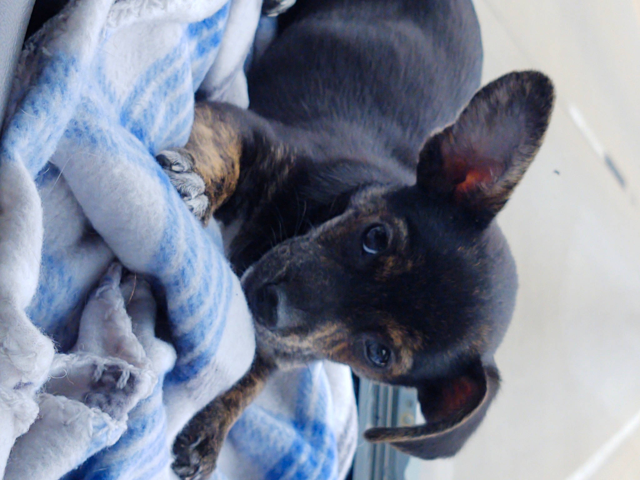 Rascal joined the competition — help win amazing prizes! canidae, carnivore, chihuahua, collar, comfort, companion_dog, dog, dog_breed, mammal, non_sporting_group, paw, snout, sporting_group, toy_dog, working_animal, working_dog