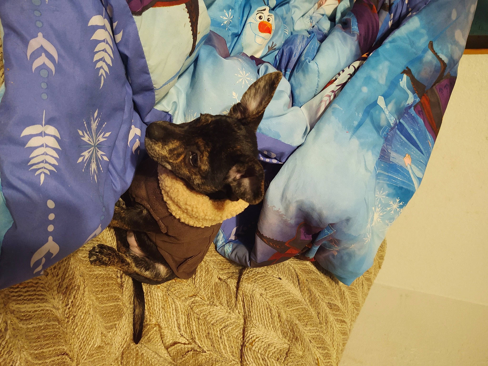 Rascal is registered to the contest to win money with this photo: art_paint, canidae, carnivore, collar, dog, dog_breed, hunting_dog, pack_animal, paint, sporting_group, vertebrate, working_animal, working_dog