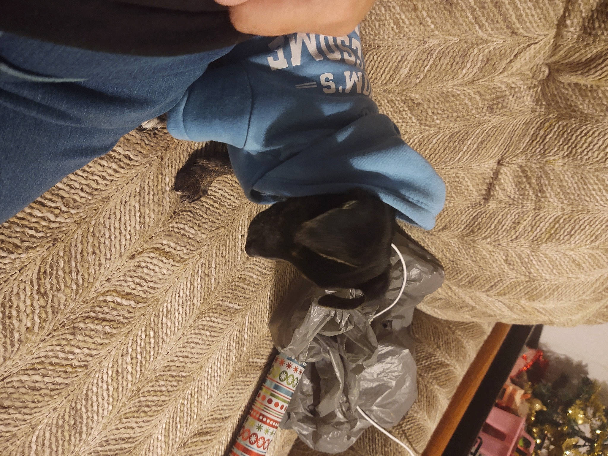 Rascal joined the competition — help win amazing prizes! thread, thumb, walking_shoe, woolen