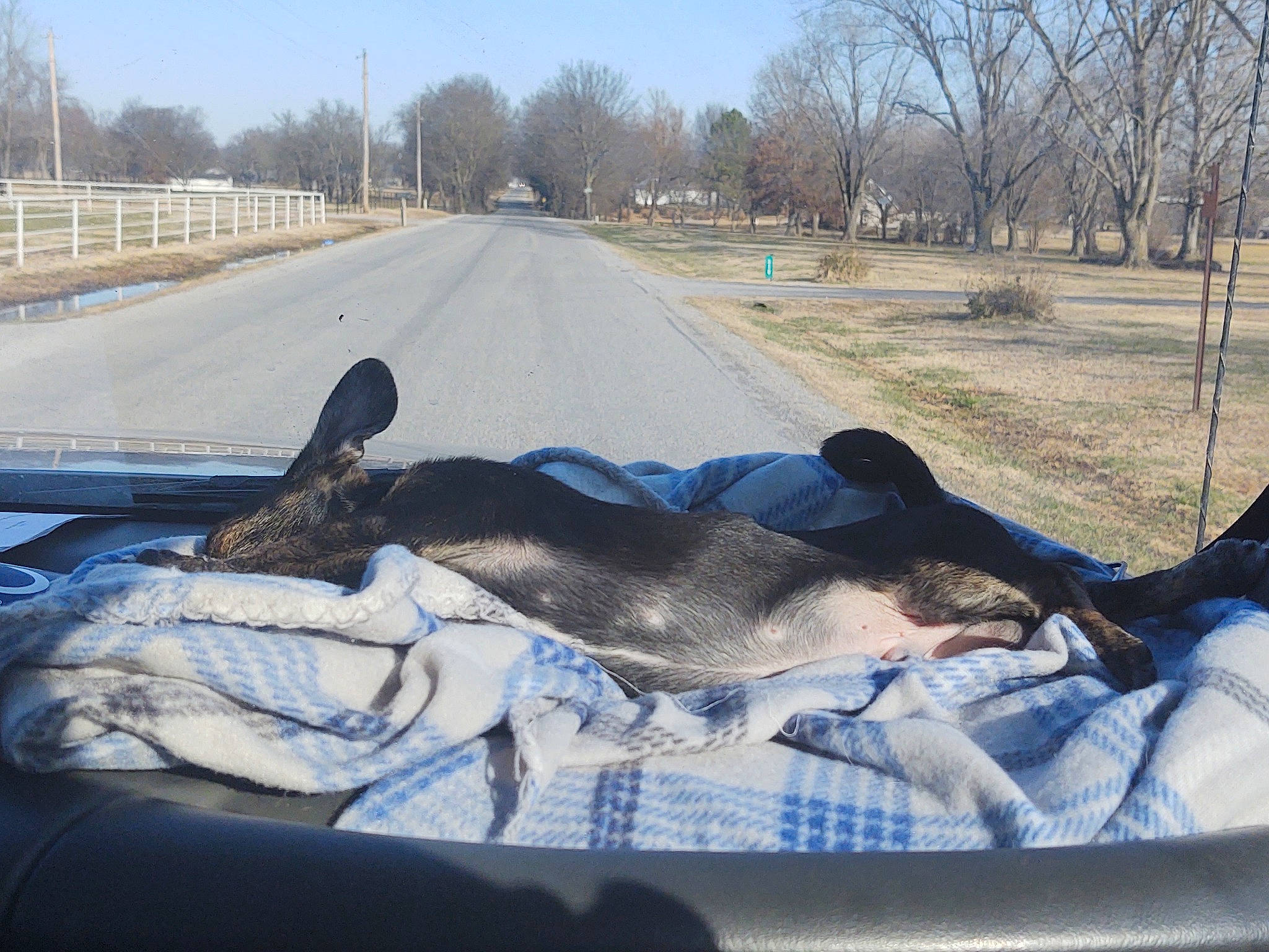 Rascal is registered to the contest to win money with this photo: asphalt, dog_breed, highway, lane, pack_animal, plain, road, shadow, snout, tar, terrestrial_animal, thoroughfare, working_animal, working_dog