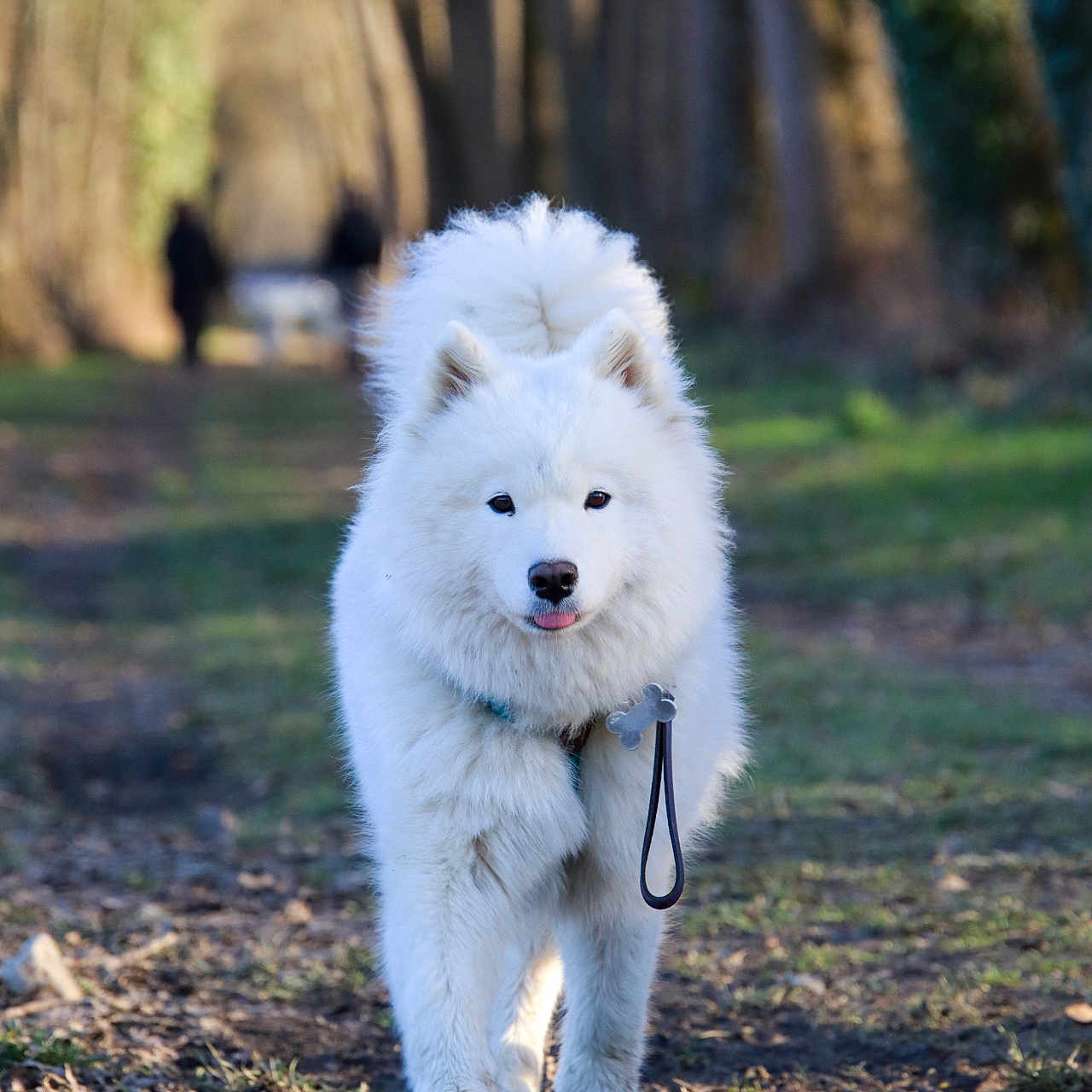 Usky participe au concours pour gagner de l'argent avec cette photo : animal, canine, chow, dog, eskimodog, husky, person, pet, puppy, terrier, whitedog