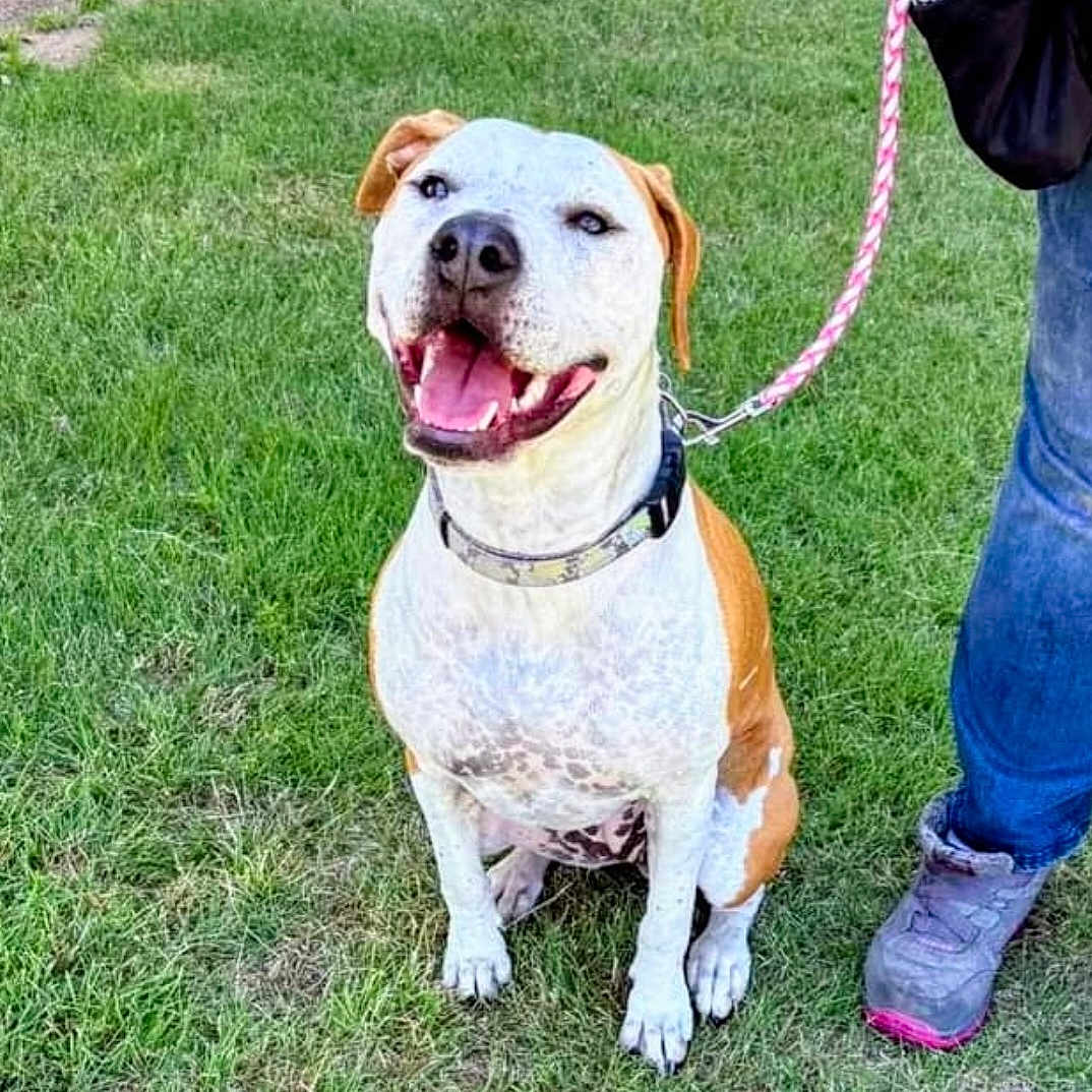 Evie is registered to the contest to win money with this photo: dog, canine, pet, leash, grass, outdoor, happy, smiling, brown_and_white, collar, sitting, animal, muzzle, ears, tongue, paw, footwear, jeans, person, nature