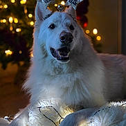 Saiko a rejoint le concours — aidez-le/la à gagner de superbes lots ! dog, white_dog, fluffy, holiday, christmas_tree, lights, fairy_lights, reflection, festive, new_year, star_headband, indoor, cozy, decorations, celebration, smiling, pet, animal, warm_lighting, blurred_background