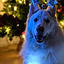 Saiko participe au concours pour gagner de l'argent avec cette photo : dog, white_dog, happy_dog, new_year, headband, star_headband, christmas_tree, holiday_lights, fairy_lights, festive, blurred_background, indoor, celebration, smiling_dog, fur, pet, decorations, holiday, cozy, glowing_lights