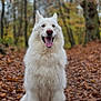 Saiko participe au concours pour gagner de l'argent avec cette photo : dog, white_dog, forest, autumn, leaves, outdoor, nature, happy, pet, animal, sitting, fur, canine, smiling, trees, seasonal, fall, tongue_out, mammal, wildlife