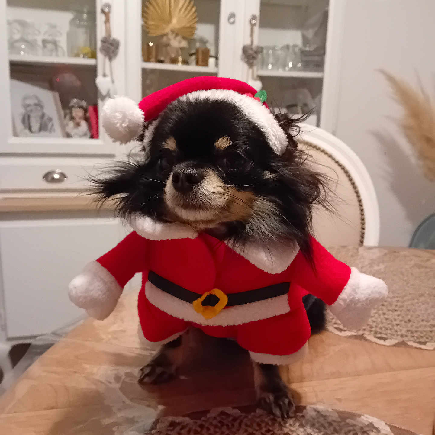 Ricky participe au concours pour gagner de l'argent avec cette photo : animal, architecture, building, cabinet, canine, chinacabinet, closet, cockerspaniel, couch, cupboard, dog, face, furniture, head, person, pet, plush, puppy, shelf, toy