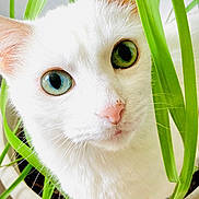 Miss Cotton joined the competition — help win amazing prizes! animal, blue_eyes, cat, close_up, curious, cute, eye_contact, feline, green_eyes, green_leaves, heterochromia, houseplant, indoor, nature, pet, pink_nose, plant, portrait, whiskers, white_cat