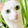 animal, blue_eyes, cat, close_up, curious, cute, eye_contact, feline, green_eyes, green_leaves, heterochromia, houseplant, indoor, nature, pet, pink_nose, plant, portrait, whiskers, white_cat