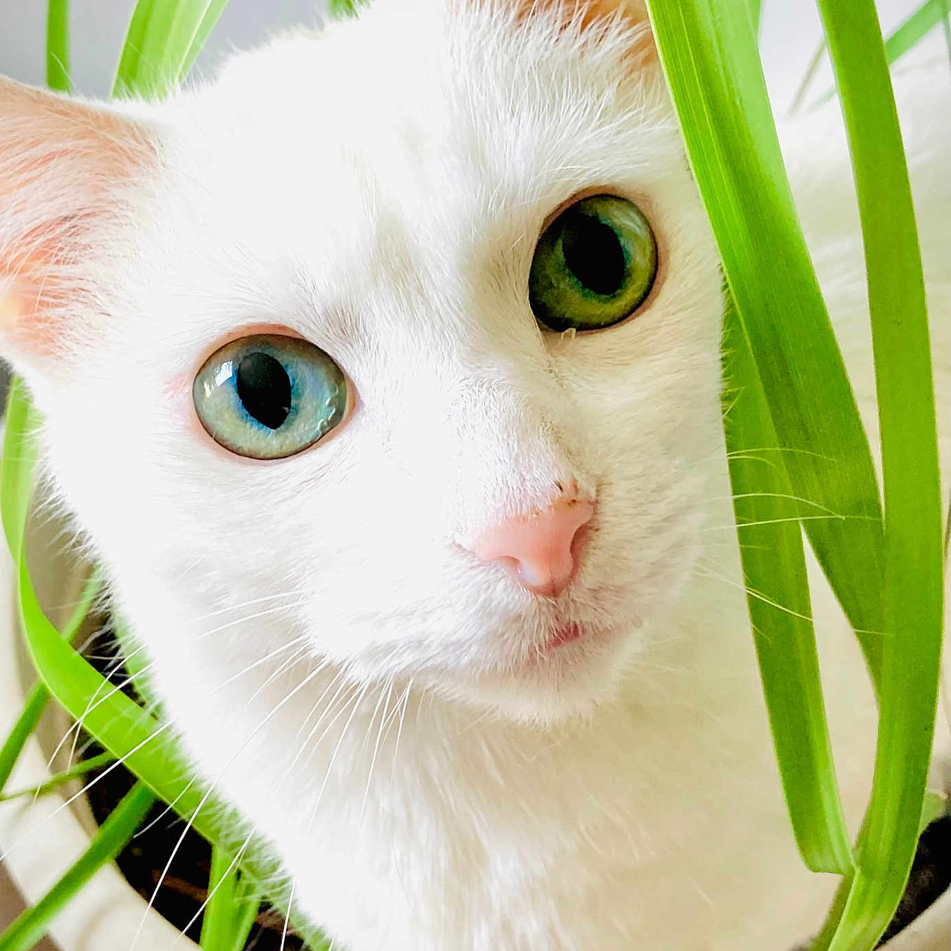 Miss Cotton