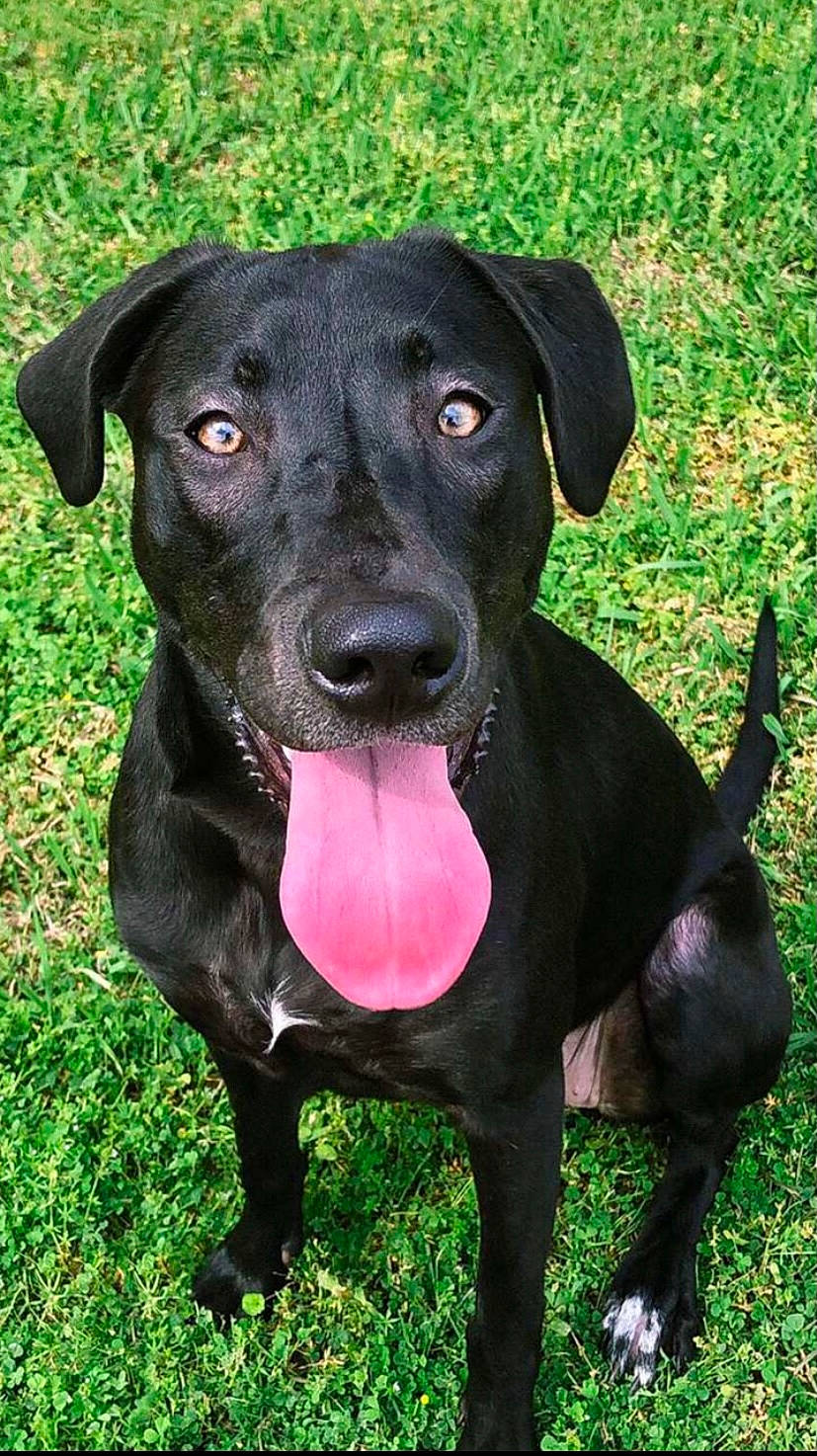 Olive is registered to the contest to win money with this photo: beagador, blue_lacy, borador, canidae, canis_panther, carnivore, companion_dog, dog, dog_breed, gladiolus, hunting_dog, labrador_retriever, mammal, patterdale_terrier, plant, rare_breed_dog, snout, sporting_group, vertebrate