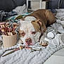 Narco participe au concours pour gagner de l'argent avec cette photo : dog, makeup_brushes, cotton_pads, blanket, bedroom, pet, brown_and_white_dog, cosmetic_tools, relaxed, indoor, fur, cute, face, lying_down, nail, snout, pink_nose, domestic_animal, soft_texture, resting