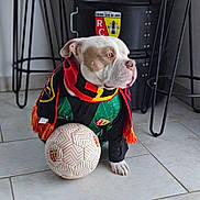 Narco participe au concours pour gagner de l'argent avec cette photo : dog, bulldog, scarf, soccer_ball, sports_jersey, indoor, tile_floor, black_furniture, sports_team_logo, pet, animal, white_and_brown, sitting, looking_away, home_interior, decor, loyal, fan, portrait, cute