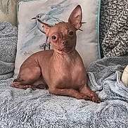 Lil Bit is registered to the contest to win money with this photo: dog, hairless_dog, small_dog, pet, indoor, blanket, pillow, bird_illustration, animal, cozy, furniture, texture, looking_at_camera, ears, fur, resting, curious, expression, home, comfort