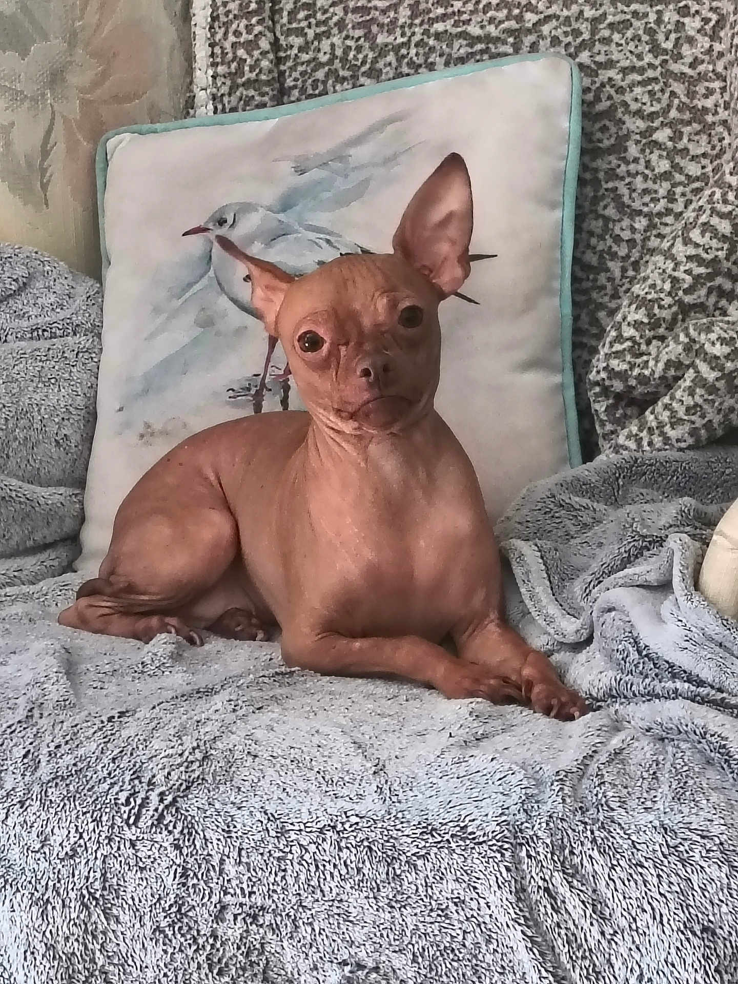 Lil Bit is registered to the contest to win money with this photo: dog, hairless_dog, small_dog, pet, indoor, blanket, pillow, bird_illustration, animal, cozy, furniture, texture, looking_at_camera, ears, fur, resting, curious, expression, home, comfort