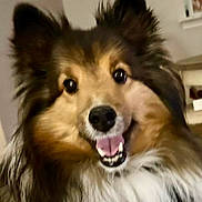 Oliver is registered to the contest to win money with this photo: dog, shetland_sheepdog, pet, fluffy, smiling, indoor, animal, canine, fur, happy, portrait, closeup, face, ears, mouth, tongue, eyes, cute, friendly, companion