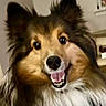 dog, shetland_sheepdog, pet, fluffy, smiling, indoor, animal, canine, fur, happy, portrait, closeup, face, ears, mouth, tongue, eyes, cute, friendly, companion