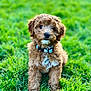 Rocky joined the competition — help win amazing prizes! puppy, dog, grass, collar, pet, outdoor, cute, animal, fur, young, nature, green, portrait, sitting, curly_hair, tag, adorable, friendly, mammal, companion