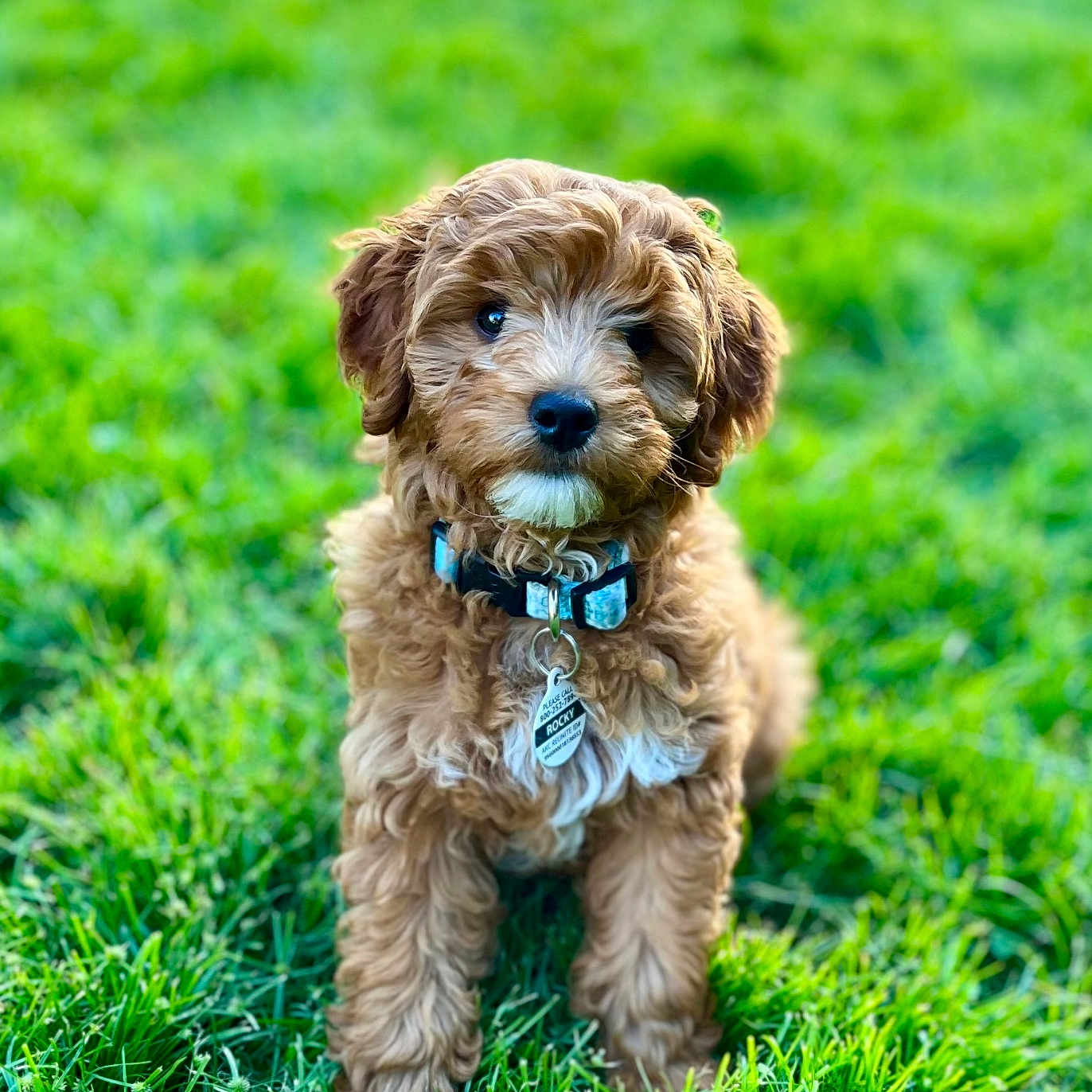 Rocky joined the competition — help win amazing prizes! adorable, animal, collar, companion, curly_hair, cute, dog, friendly, fur, grass, green, mammal, nature, outdoor, pet, portrait, puppy, sitting, tag, young