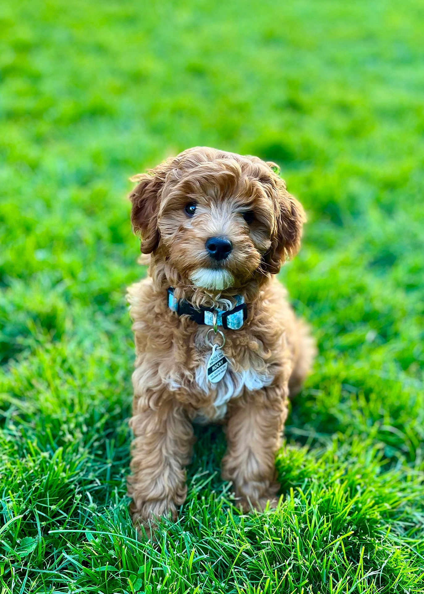 Rocky joined the competition — help win amazing prizes! puppy, dog, grass, collar, pet, outdoor, cute, animal, fur, young, nature, green, portrait, sitting, curly_hair, tag, adorable, friendly, mammal, companion