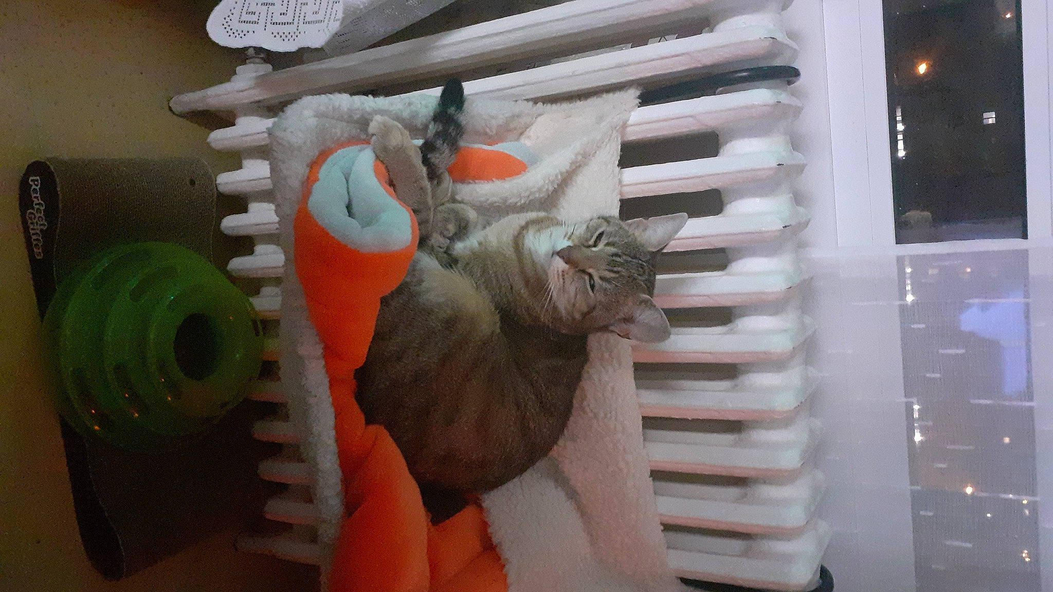 Minette participe au concours pour gagner de l'argent avec cette photo : art, carmine, carnivore, cat, creative_arts, dinosaur, felidae, fur, paper, paper_product, pet_supply, plastic, room, small_to_medium_sized_cats, stuffed_toy, tail, toy, visual_arts, whiskers, wood