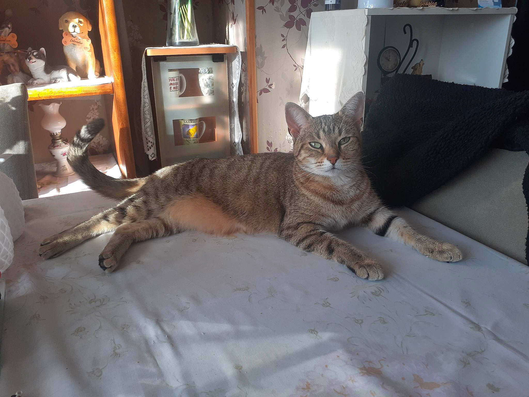 Minette participe au concours pour gagner de l'argent avec cette photo : bed, bedding, carnivore, cat, claw, comfort, domestic_short_haired_cat, felidae, fur, grey, linens, picture_frame, plant, room, small_to_medium_sized_cats, tail, terrestrial_animal, tree, whiskers, wood