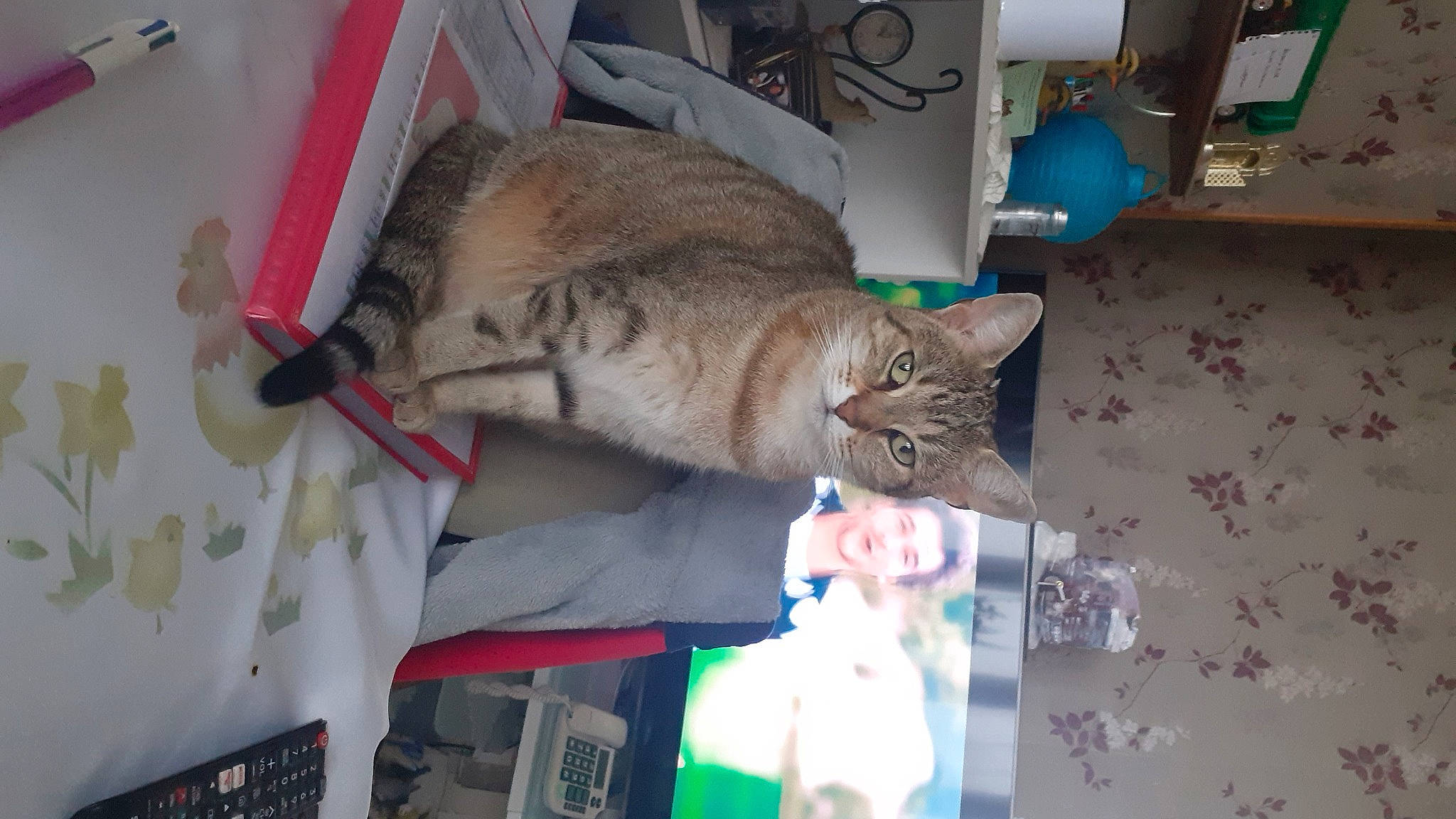 Minette a rejoint le concours — aidez-le/la à gagner de superbes lots ! carnivore, cat, comfort, domestic_short_haired_cat, fawn, felidae, fur, nap, room, small_to_medium_sized_cats, tail, whiskers