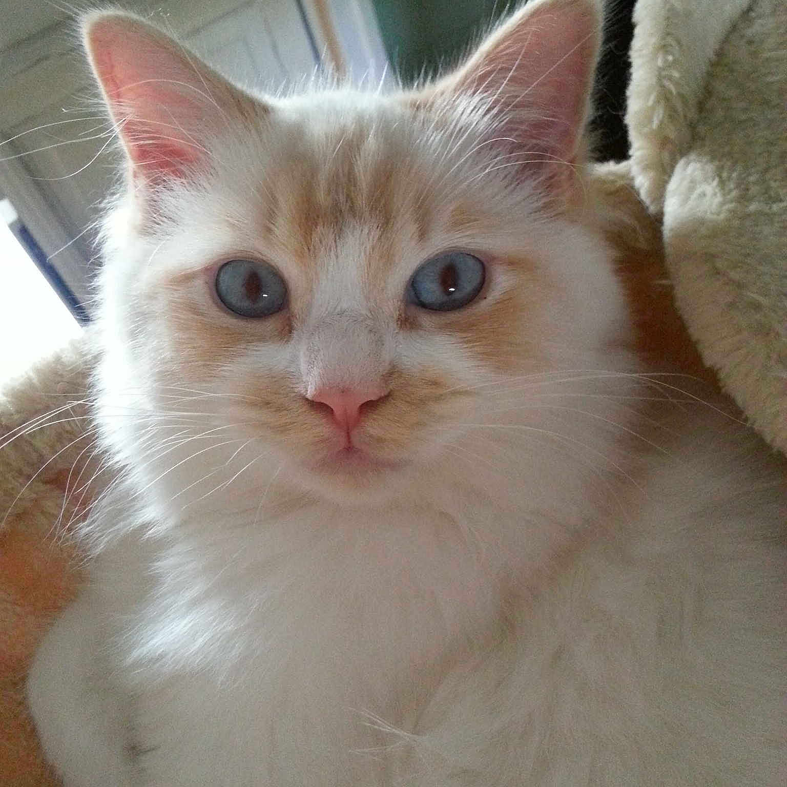 Hamtaro
