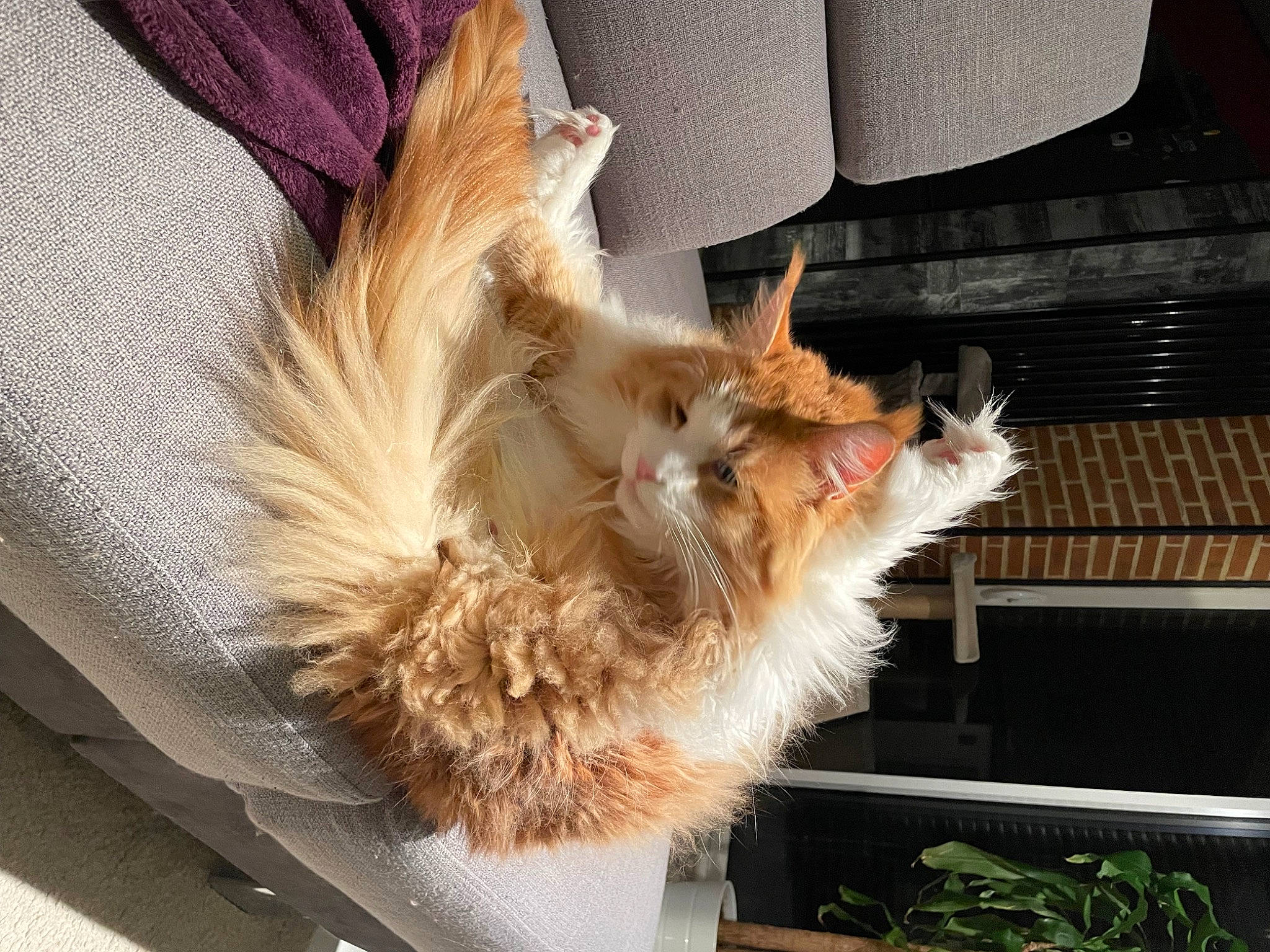 Rio a rejoint le concours — aidez-le/la à gagner de superbes lots ! canidae, carnivore, companion_dog, dog_breed, fawn, feather, felidae, fur, natural_material, paw, plant, small_to_medium_sized_cats, snout, sporting_group, sunglasses, tail, toy_dog, whiskers, window, wing