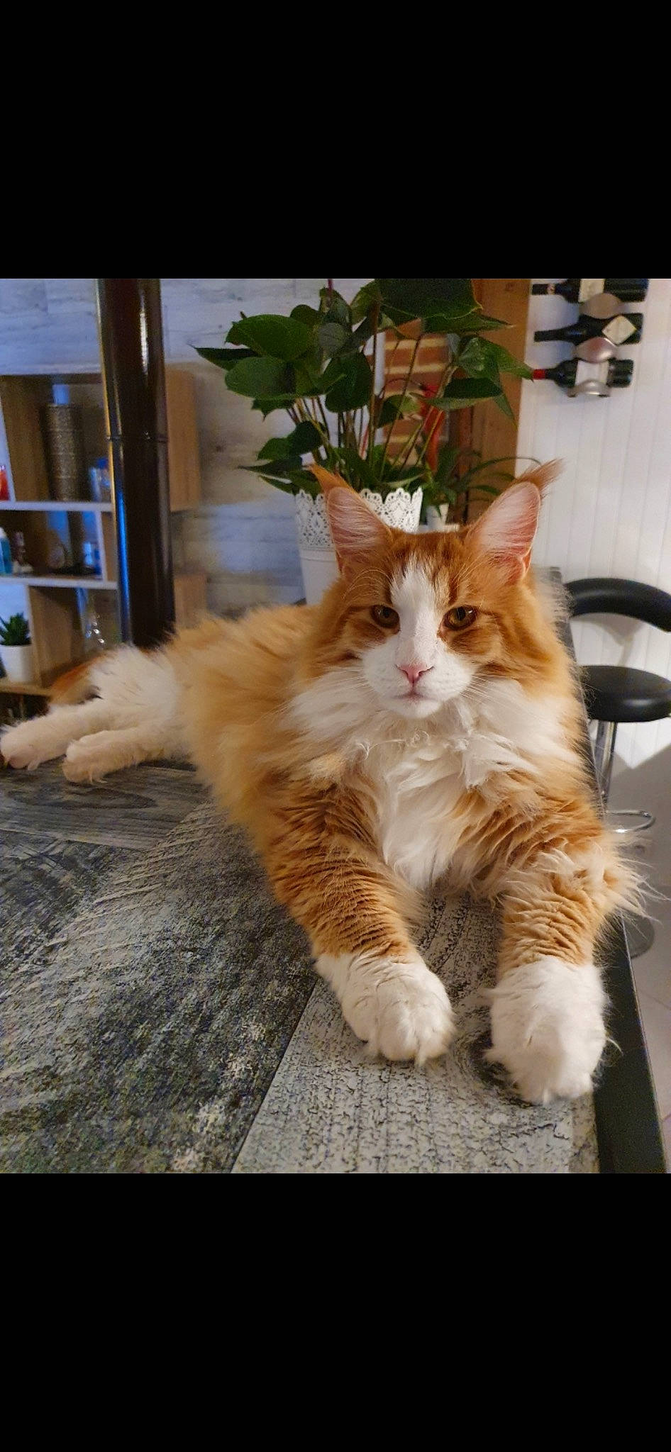 Rio a rejoint le concours — aidez-le/la à gagner de superbes lots ! carnivore, cat, claw, domestic_short_haired_cat, fawn, felidae, flooring, foot, fur, hardwood, paw, plant, sitting, small_to_medium_sized_cats, tail, terrestrial_animal, whiskers, wood