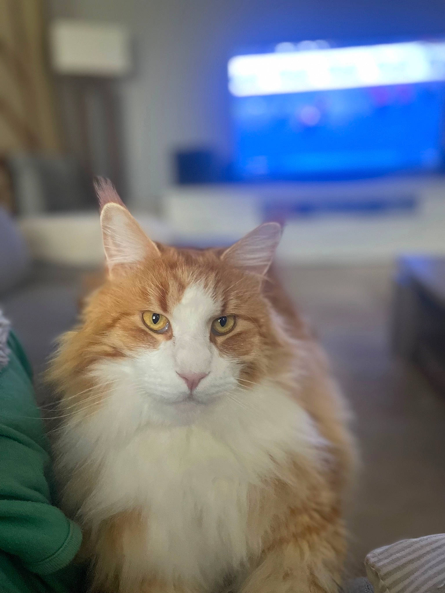 Rio a rejoint le concours — aidez-le/la à gagner de superbes lots ! carnivore, cat, felidae, fur, maine_coon, small_to_medium_sized_cats, snout, television, terrestrial_animal, whiskers, wood