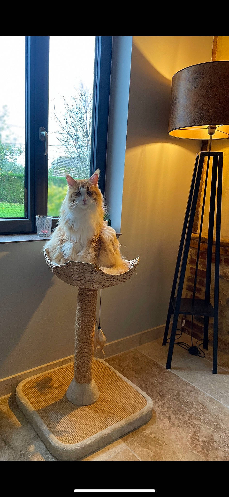 Rio a rejoint le concours — aidez-le/la à gagner de superbes lots ! art, carnivore, cat, cat_supply, door, fawn, felidae, flooring, fur, hardwood, interior_design, pet_supply, sky, small_to_medium_sized_cats, tail, tints_and_shades, whiskers, window, wood, wood_stain