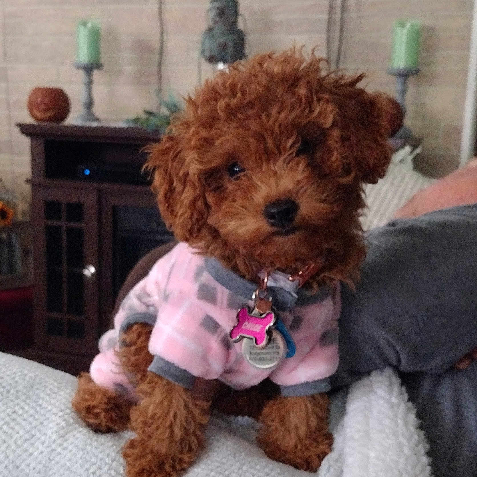 Chloe joined the competition — help win amazing prizes! adult, animal, candle, canine, couch, dog, female, furniture, indoors, jar, person, pet, plant, poodle, pottedplant, pottery, puppy, terrier, vase, woman